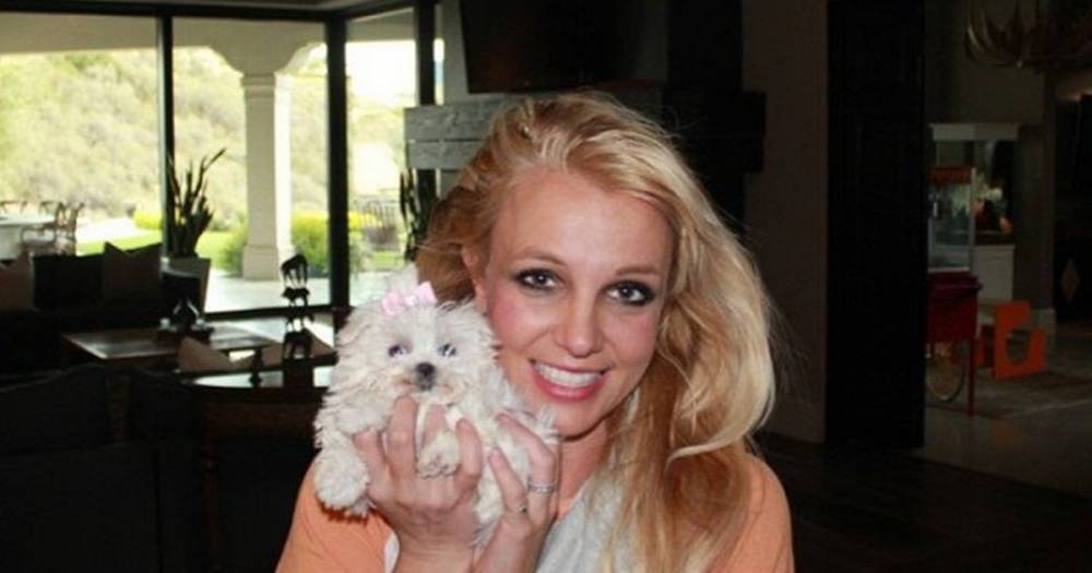 Britney Spears' hairdresser clones French bulldog for quarantine lockdown pal - dailystar.co.uk - New York - France