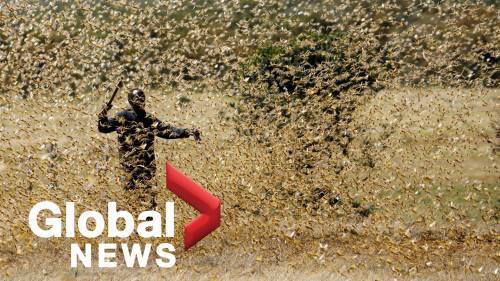 Coronavirus outbreak: East Africa hit by second locust invasion as it battles COVID-19 - globalnews.ca