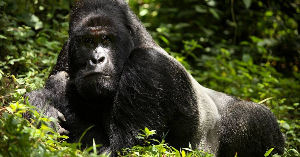 Coronavirus could wipe out apes as gorillas and chimps face extinction - dailystar.co.uk - New York - China