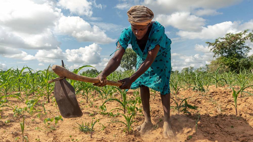 How a team of scientists studying drought helped build the world’s leading famine prediction model - sciencemag.org - India - state California - Madagascar - Zimbabwe