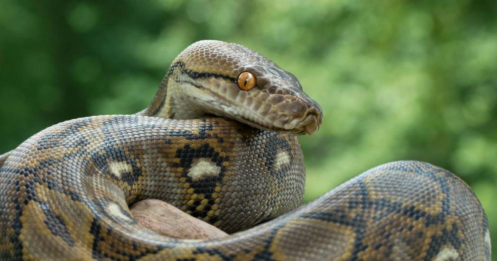 Coronavirus crisis sees dangerous animals like snakes let loose in UK parks - dailystar.co.uk - Britain
