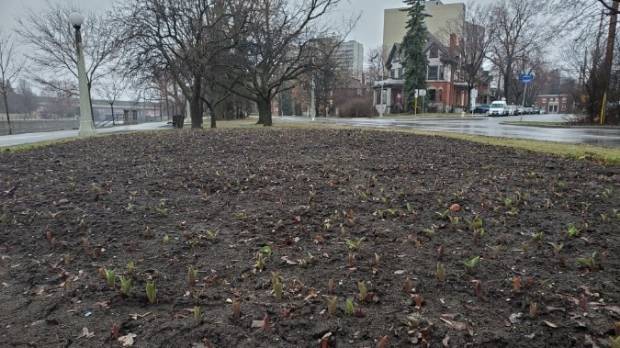 Elizabeth Driveway - The tulips will bloom, but NCC won't provide other services at parks this spring - ottawa.ctvnews.ca - city Ottawa