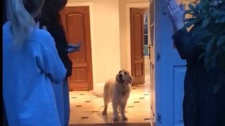 Very good dog apparently thinks cheers for health care workers are for him - fox29.com - Britain