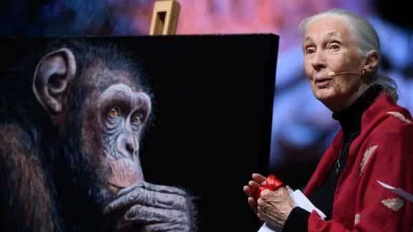 Jane Goodall - ‘We have to find a different way of living’: Jane Goodall on the covid-19 crisis - livemint.com - Britain - county Park - Tanzania