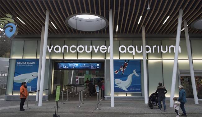 Ocean Wise - Vancouver - Vancouver Aquarium facing bankruptcy without financial aid amid coronavirus shutdown - globalnews.ca