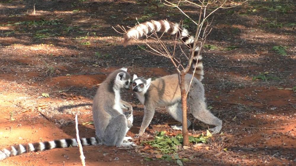 Male lemurs may spread fruity ‘love potions’ with their tails - sciencemag.org - city Tokyo