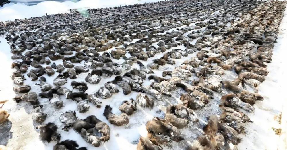 Coronavirus police seize 13,000 wild animal carcasses in China to prevent spread - dailystar.co.uk - China - city Jilin