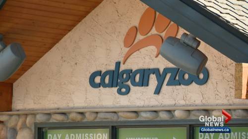 Calgary Zoo appeals for help amid COVID-19 closure - globalnews.ca