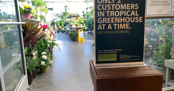 Edmonton greenhouse sees spike in green thumbs amid COVID-19 pandemic - globalnews.ca - county Garden