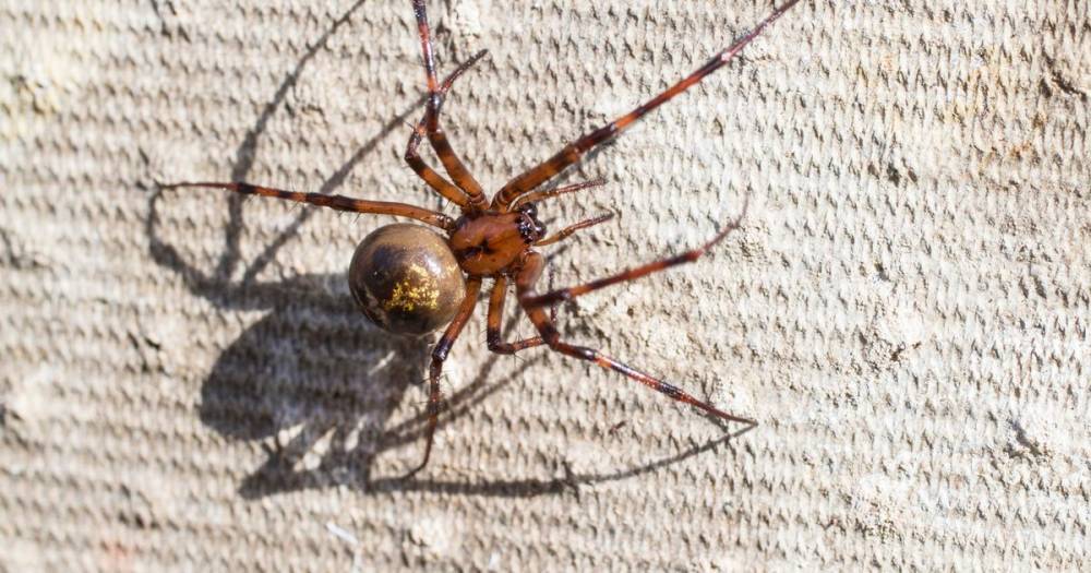 Horrified Brits discover surge in poisonous spiders while home in lockdown - dailystar.co.uk - Britain