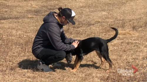 Christa Dao - People encouraged to consider long-term impacts of adopting pets during pandemic - globalnews.ca