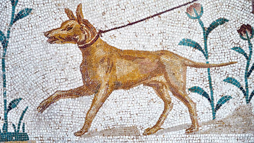 The archaeological record is full of dog poop - sciencemag.org - Iran