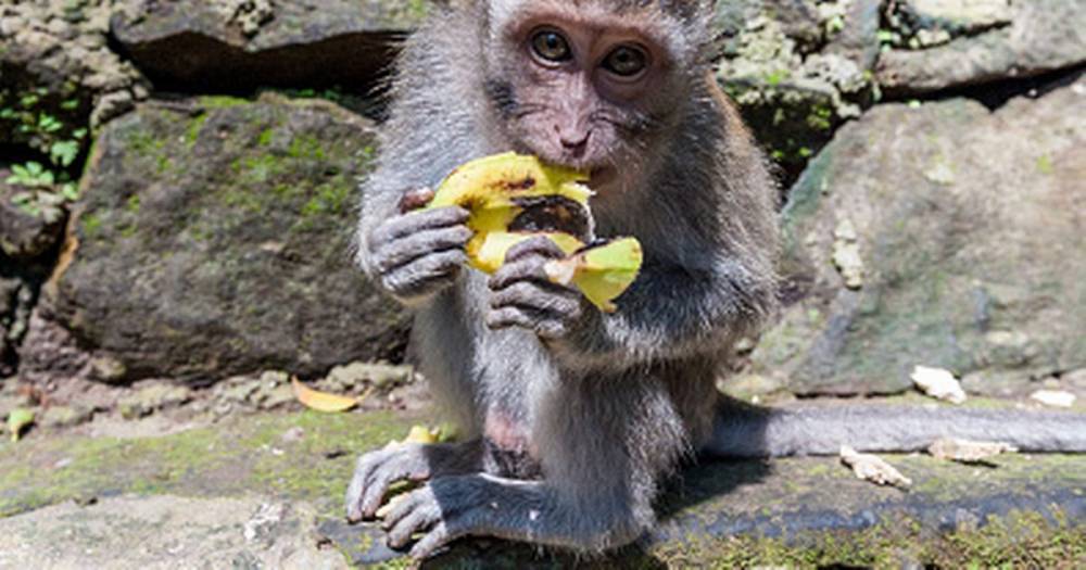 Starving monkeys ransack government office shut during coronavirus pandemic - dailystar.co.uk - Indonesia