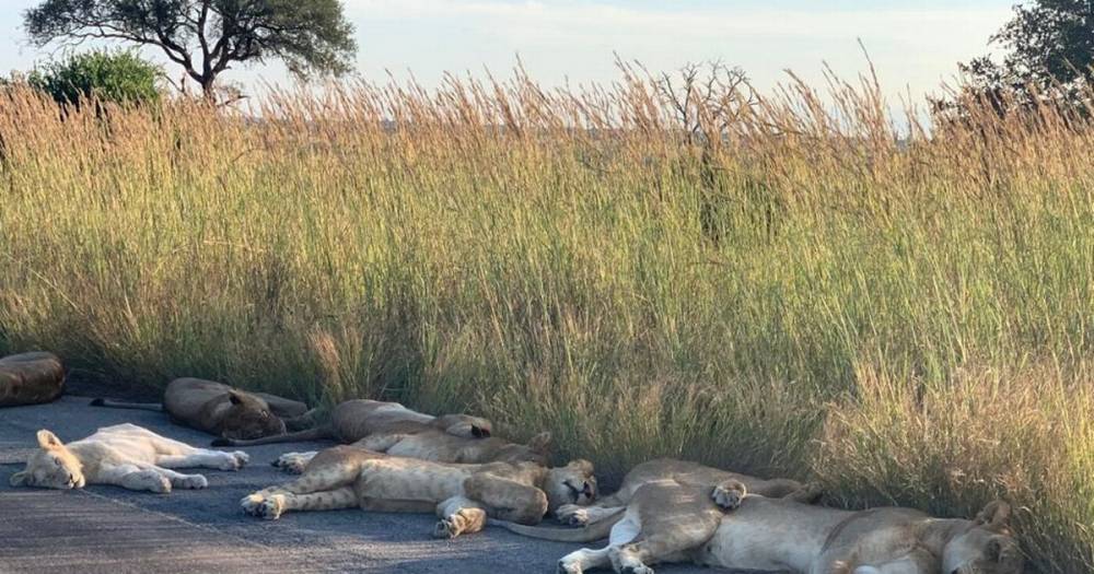 Sleeping lions take advantage of coronavirus lockdown to enjoy nap in middle of road - dailystar.co.uk - South Africa