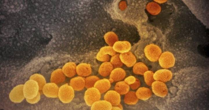 11 new coronavirus cases confirmed in Simcoe Muskoka, bringing local total to 185, 12 deaths - globalnews.ca - county Valley - county Bradford