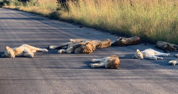 Lions - South African lions take coronavirus cat nap in the street as tourism declines - globalnews.ca - South Africa