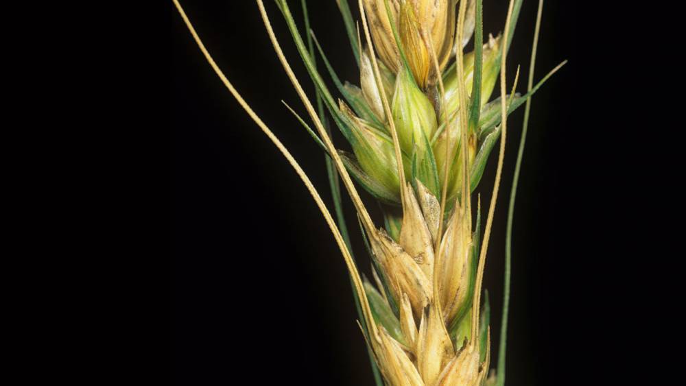 Controversial ‘gene drive’ could disarm deadly wheat pathogen - sciencemag.org - Australia