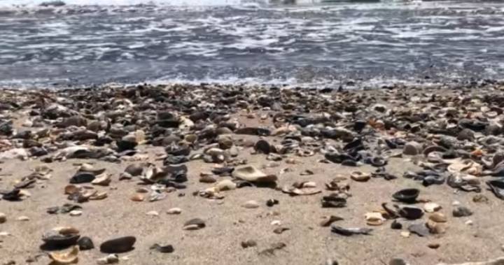North Carolina beaches overrun with seashells amid coronavirus lockdown - globalnews.ca - state North Carolina