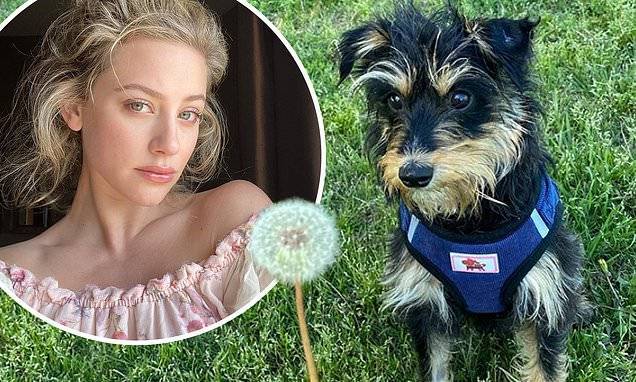 Lili Reinhart - Lili Reinhart's dog Milo is 'a little skittish' as he recovers from surgery after being attacked - dailymail.co.uk