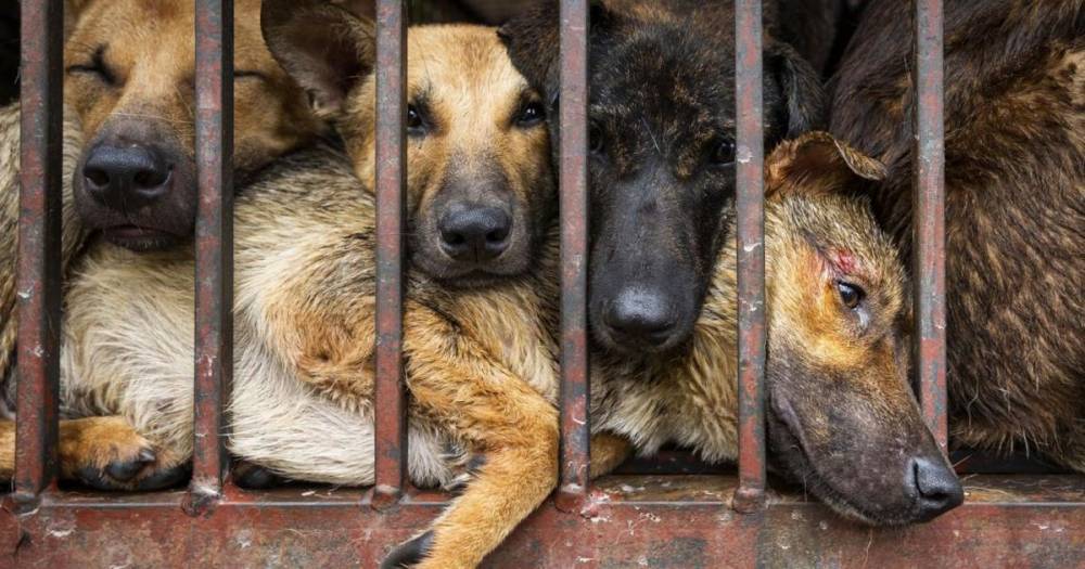 Dog and cat meat sales surge after medics say 'natural properties' can fight coronavirus - mirror.co.uk - China - city Wuhan, China - Cambodia - Vietnam