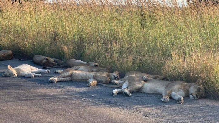 Cyril Ramaphosa - Lions spotted napping on road during coronavirus lockdown - fox29.com - county Park - South Africa