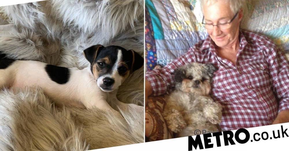 Paul O’Grady adopts the cutest puppy after his beloved dog Boycie dies - metro.co.uk