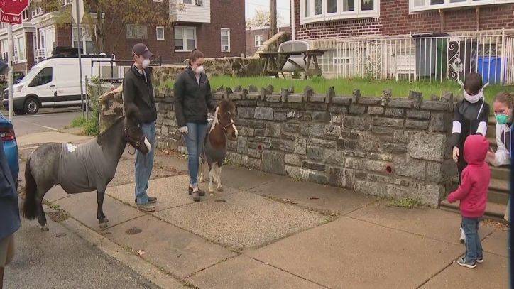 Philadelphia-based horseback riding academy brings mini horses to riders during pandemic - fox29.com