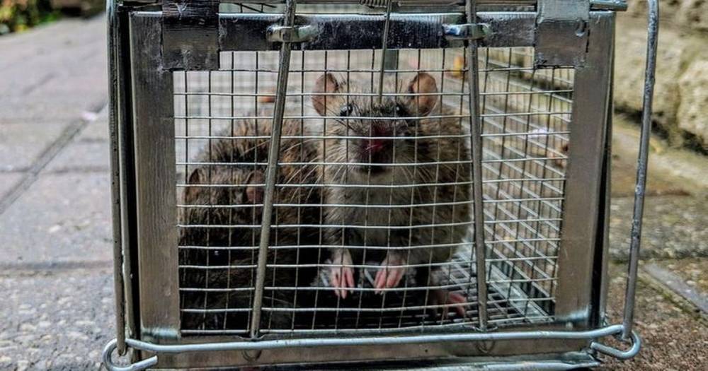 Lockdown driving rats into our homes as pest control reports spike in activity - mirror.co.uk - Britain