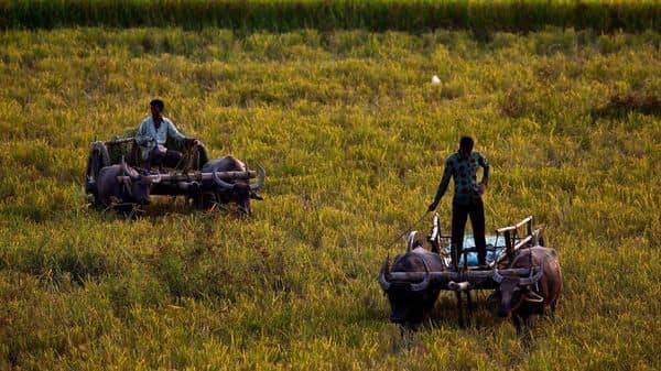 Rare good news amid Covid-19 crisis: Telangana witnesses bumper paddy harvest - livemint.com - India - city Hyderabad