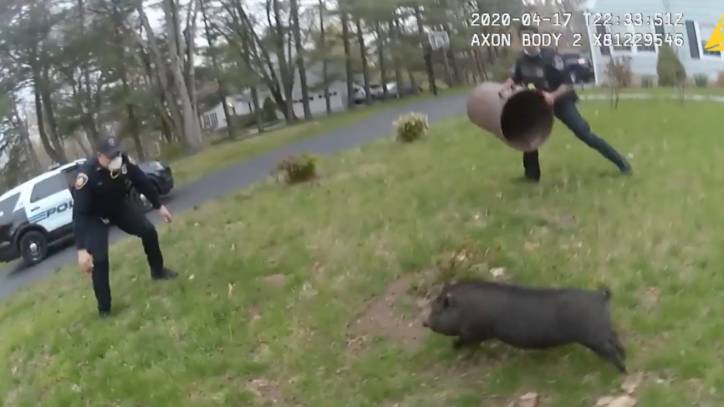 Pig leads police officers on 45-minute pursuit before capture - fox29.com - state Connecticut - city Stamford, state Connecticut