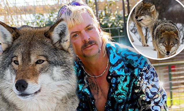 Tiger King - Tiger King star Joe 'Exotic' attempted to become a 'Wolf King' shortly before his 2018 arrest - dailymail.co.uk - state Minnesota - county Park - state Oklahoma