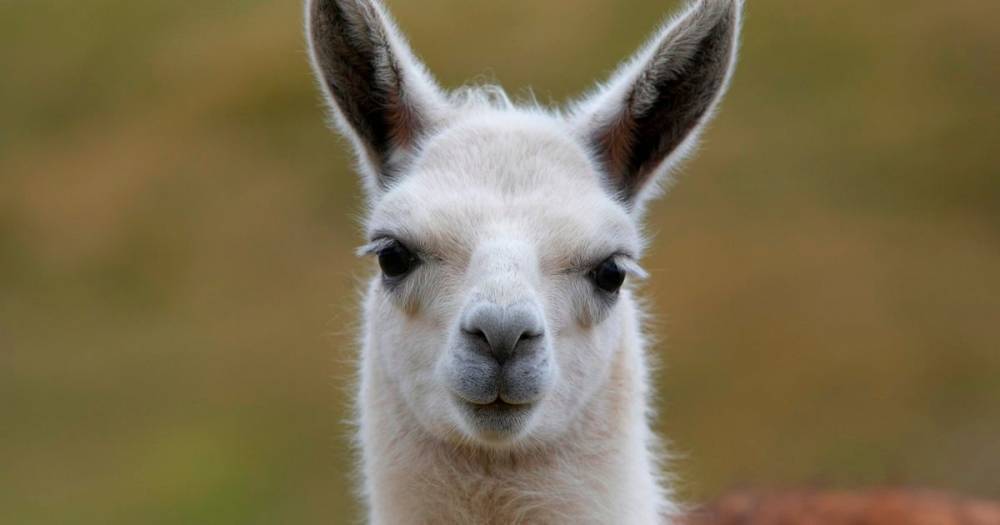 Scientists discover blood from llamas could hold key to coronavirus vaccine - dailystar.co.uk
