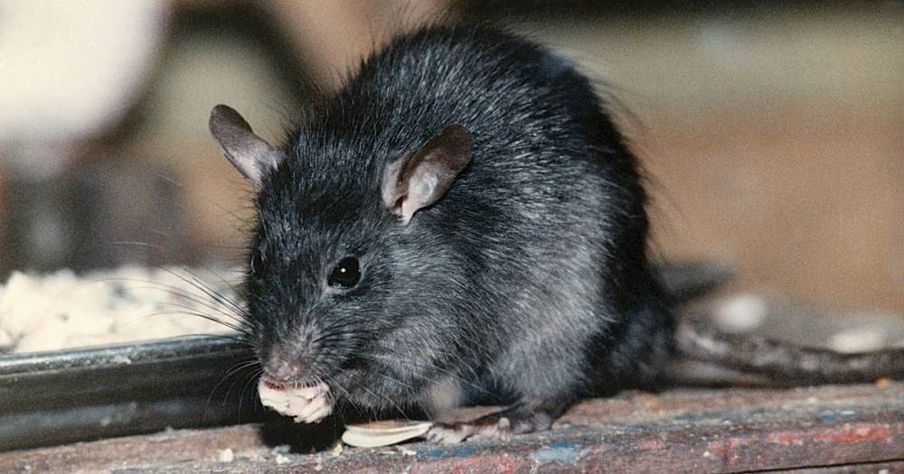 Rat invasion as desperate rodents raid homes in search of food during lockdown - dailyrecord.co.uk - Britain