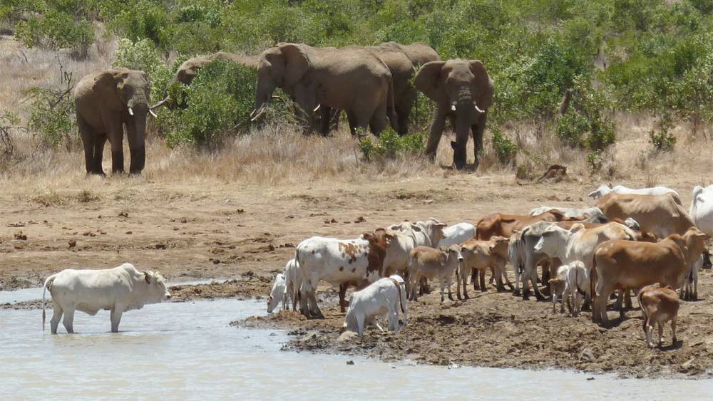 Rootin’, poopin’ African elephants help keep soil fertile - sciencemag.org
