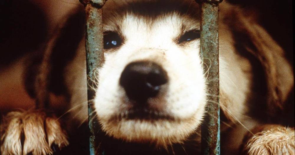 Chinese city bans dog and cat meat trade amid coronavirus crisis - mirror.co.uk - China - city Wuhan, China - Hong Kong
