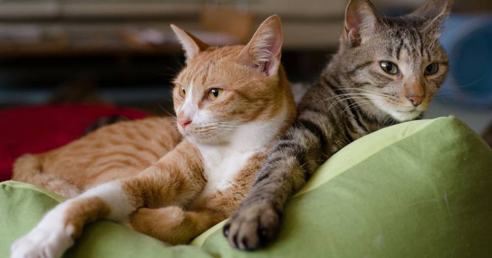 Cats can infect each other with deadly coronavirus, study finds - dailystar.co.uk - China - Belgium