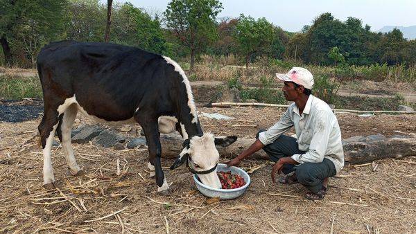 Indian farmers feed strawberries to cattle as lockdown hits transport - livemint.com - India