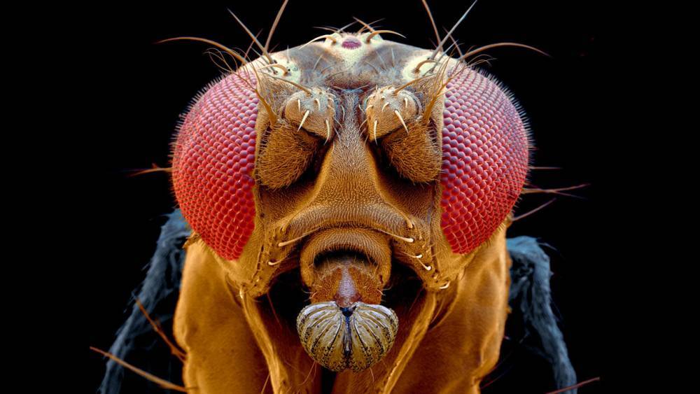 Proteins that sense light also sense taste, at least in fruit flies - sciencemag.org - state Maryland - county Baltimore