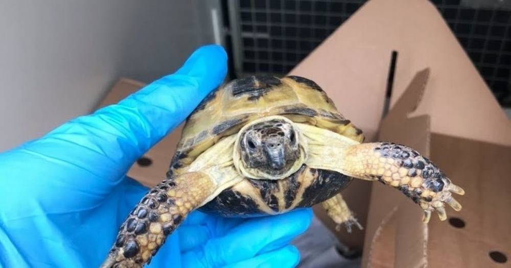 Dumped in a cardboard box and left to die, the baby tortoises rescued from a park - manchestereveningnews.co.uk