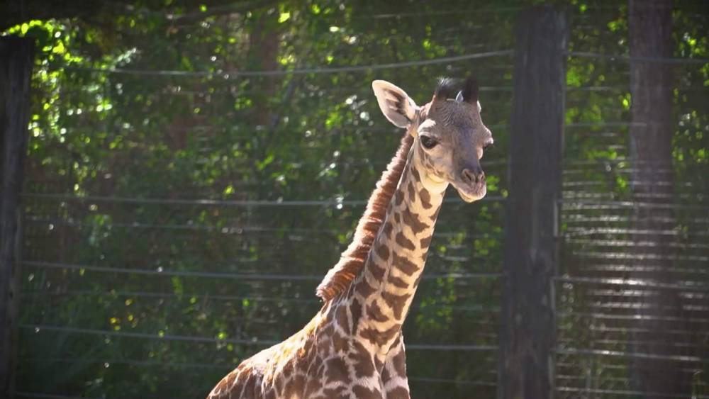 125-pound giraffe born at the Brevard Zoo - clickorlando.com - city Melbourne