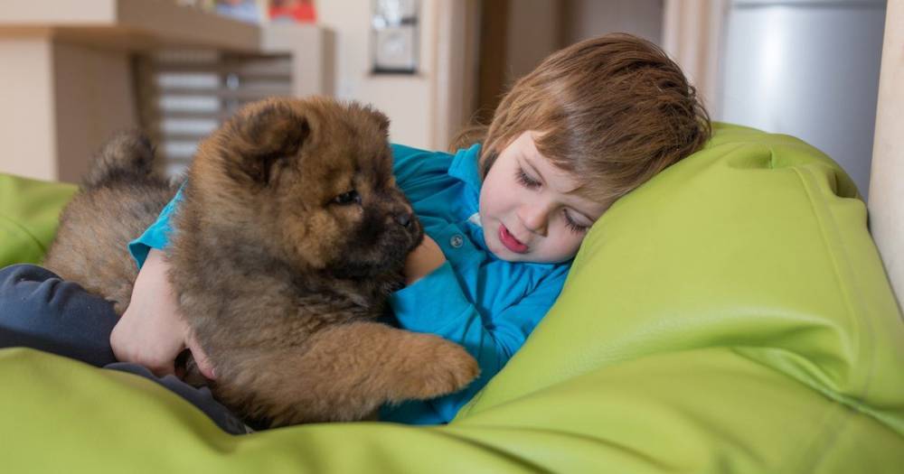 Your kids can make money in lockdown just by cuddling with their dogs - mirror.co.uk
