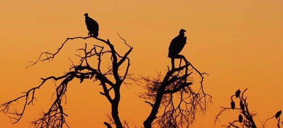 Endangered Wildlife Trust Series: Vultures For Africa - peoplemagazine.co.za - South Africa - city Johannesburg