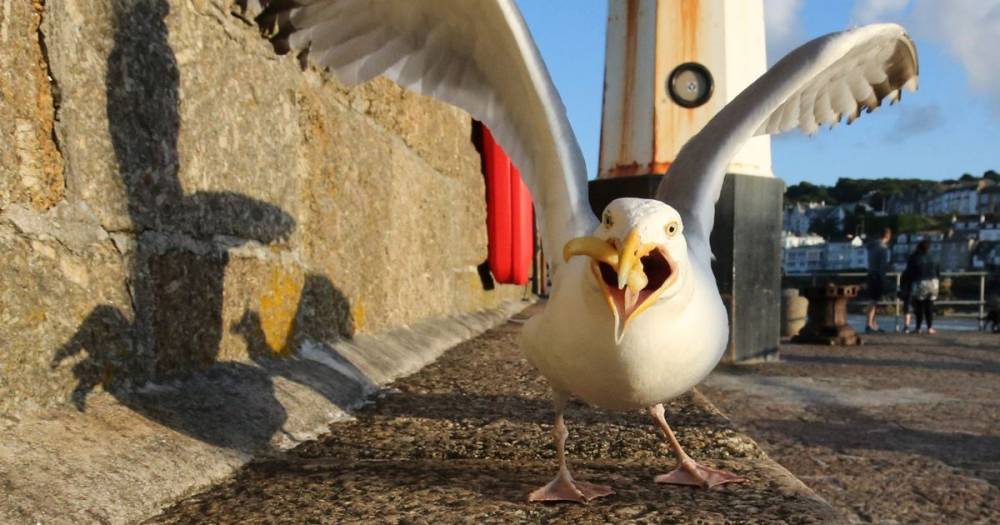 Brit towns facing worst ever invasion of seagulls due to coronavirus crisis - dailystar.co.uk - Britain