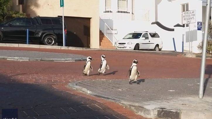 COVID-19 lockdown made it easy for these penguins to venture through an empty South African town - fox29.com - South Africa - city Cape Town