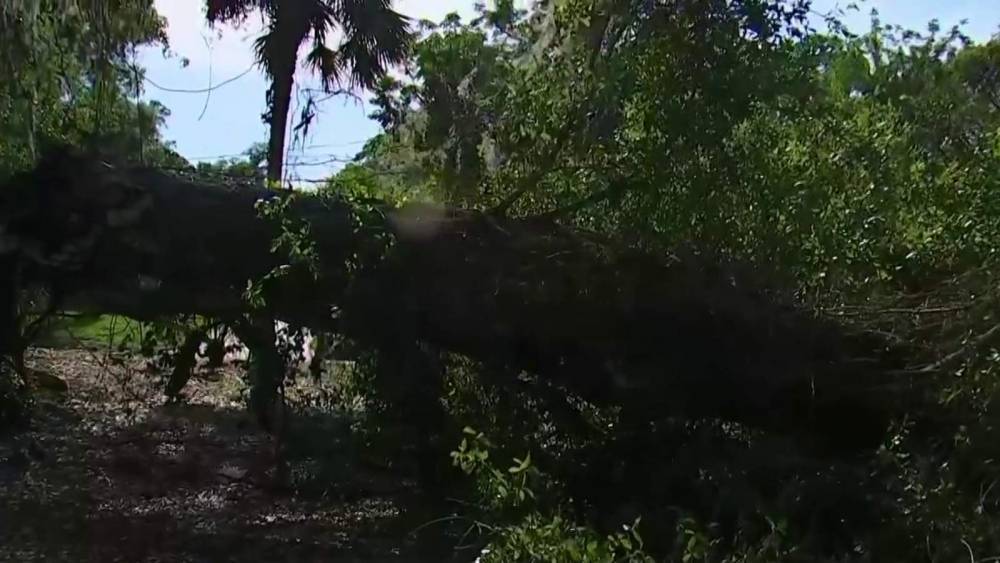 Tornado, severe storms down large trees in DeLand - clickorlando.com - state Florida - city Sanford
