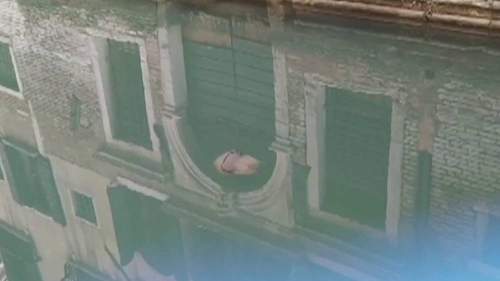 Easter Sunday - Jellyfish spotted in Venice as lockdown leaves canals clear - rte.ie - Italy - city Venice