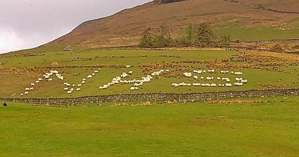 Sheep at Loch Lomond farm give massive "thank ewe" to NHS - dailyrecord.co.uk