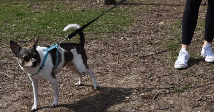 Good dogs: Winnipeggers embrace pet adoption, fostering during coronavirus pandemic - globalnews.ca