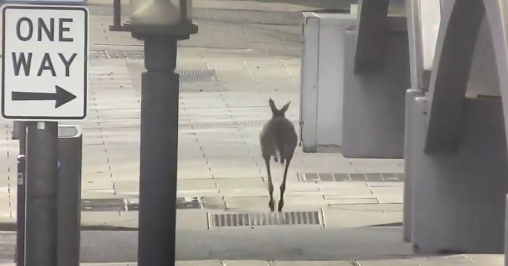 Kangaroo spotted hopping through deserted city streets in Australia during lockdown - dailystar.co.uk - Australia