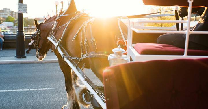 Coronavirus: Iconic Victoria B.C. horse-drawn carriage operator needs help to feed horses - globalnews.ca - city Victoria